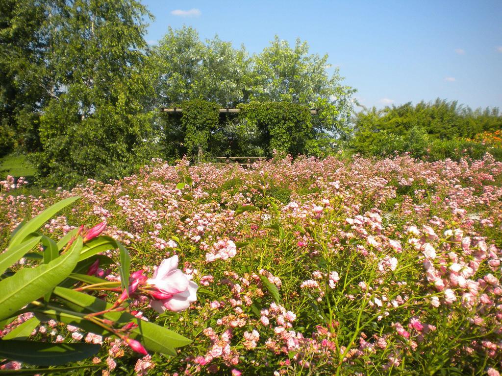 Agriturismo Il Magicorto Cassola Exteriör bild