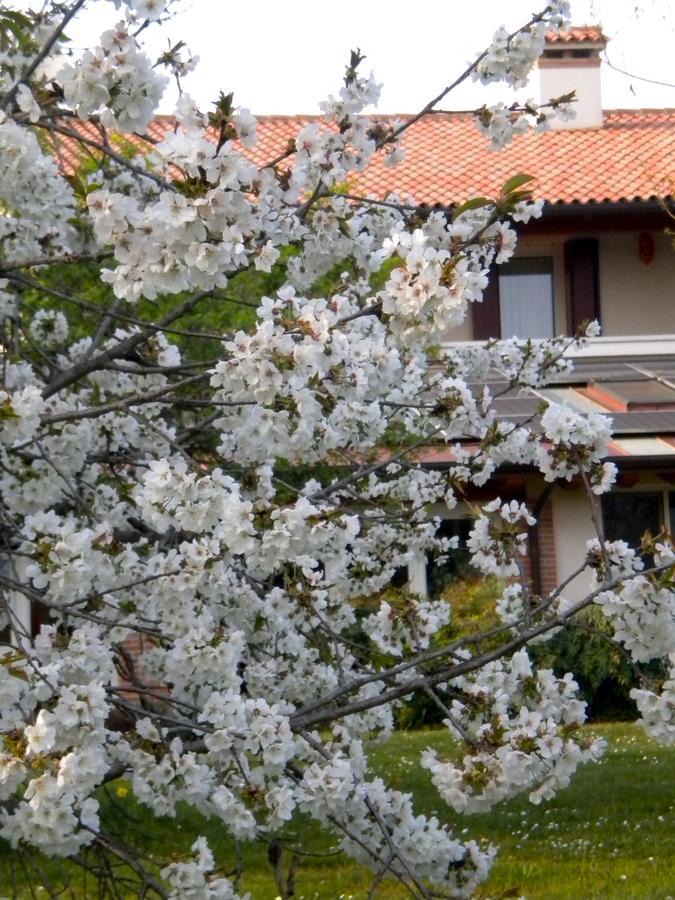 Agriturismo Il Magicorto Cassola Exteriör bild